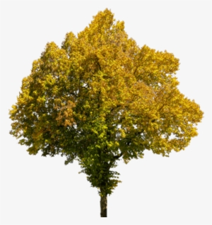 Tree In Autumn - Autumn Tree Transparent Background #799095