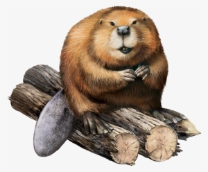 Beaver Png #799112