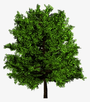 Added By Yorik On - Green Tree Png #799184