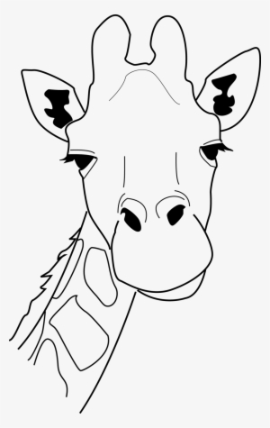 Giraffe Head Line Drawing 241412 900×1,425 Pixels - Line Drawings Of Giraffes #799203