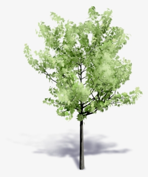 Generic Summer Tree - Building Information Modeling #799206