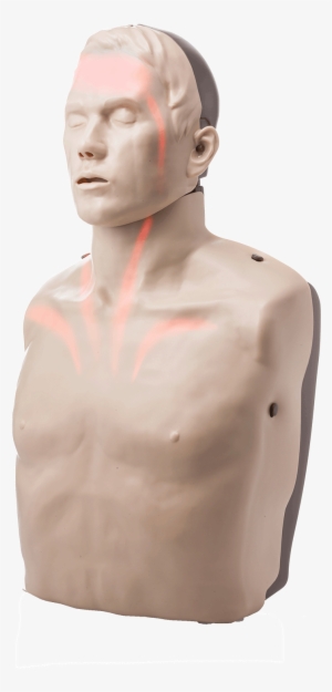 Bigred™ Cpr Manikin With Led Light Cpr Feedback - Transparent Anatomical Manikin #799223