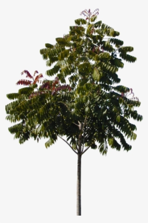 Plants/ Trees/ Tree336 - Tux Paint #799227