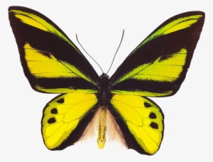 Yellow Butterfly - Ornithoptera Chimaera #799504 Yellow Butterfly - Ornithoptera Chimaera #799504