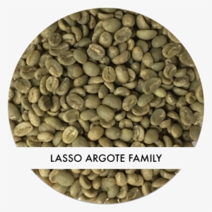 Lasso Argote Family Lot #799568