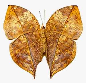 Kallimia Inachus Dry Leaf Butterfly 2 - Leaf Winged Butterfly #799591