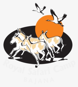 Royal Safari Camp #7901717