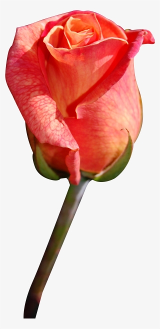 Download - Png Red Rose #7904970