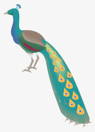 Peacock, Peafowl, Bird, Plumage, Showy Plumage - Warna Burung Merak Kartun #7909054