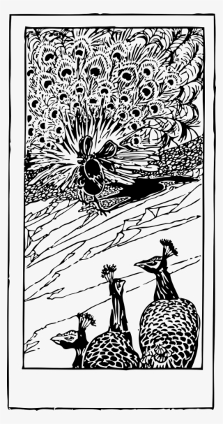 Tail,tail Feathers,free Vector - Peacocks #7909486