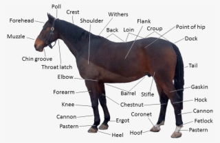 Forelock On A Horse #7910769