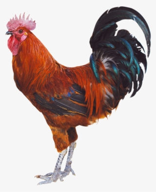 1251 X 1654 10 - Con Ga Png #7912444