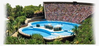 Palmitospark-2 #7912540