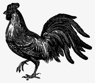 Digital Stamp Design Bird Farm Fowl Images - Rooster #7912937