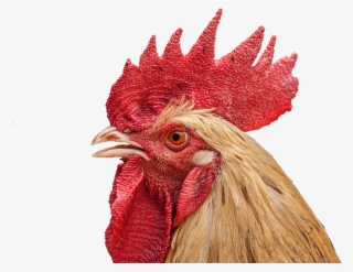 Cock Face Png #7913081