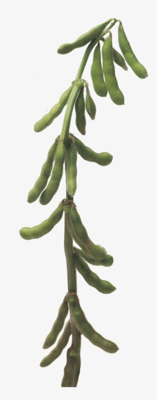 535 X 1363 1 - Cercidium Microphyllum #7914417