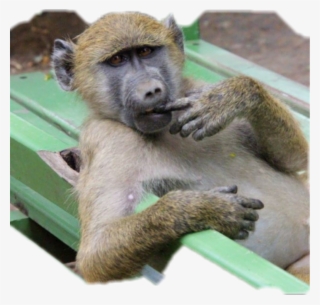 Monkey Sticker #7917465