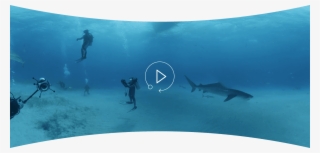 Dive In With Dr - Underwater #7918383