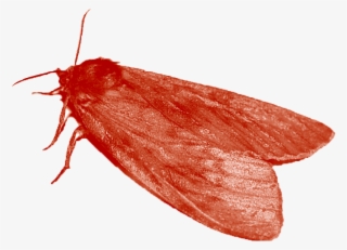 Ladybugpng - Mol #7919055