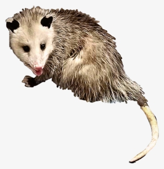 Opossum Possum Animal Creature Critter Rodent Yuck - Common Opossum #7919714