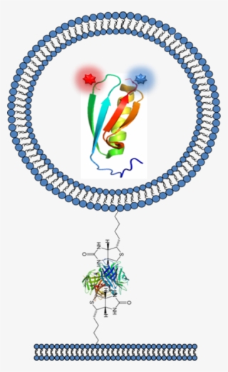To Extend Dramatically The Measurement Time Of Individual - Name Four Professions Where People Use Protractors #7919793