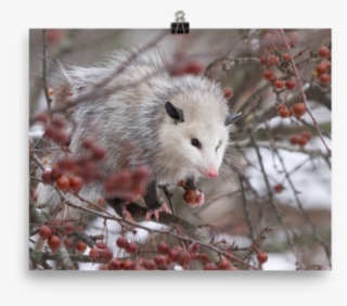 Snowpossum ☆ Poster - Possum #7919794
