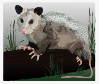 Possum - Common Opossum #7920079