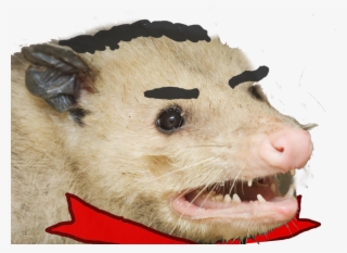 Robert Moran - Let's Eat Trash And Get Hit #7920547