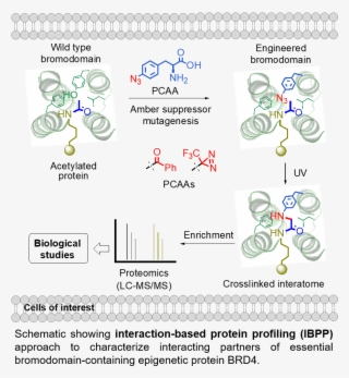 In Order To Respond To Fluctuating Developmental And - Mazatlán #7921001