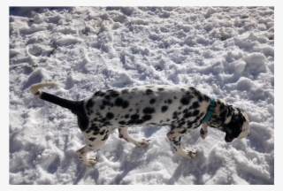 Adult Rate - Snow #7921545