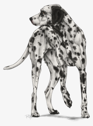 Dalmatian #7921891