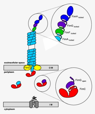 Pilus Subunits Enter The Periplasm Via The Sec Pathway - Diagram #7924634