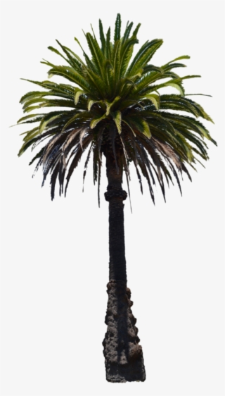 Palmtree Png - Palm Trees #7925827