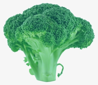 Brocoli Green Trans 2 - Broccoli #7927098