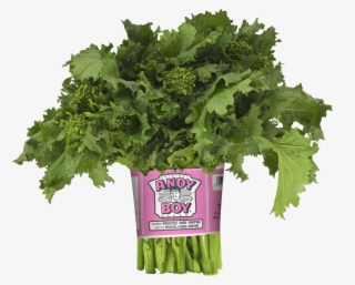 Darrigo Broccoli Rabe - Broccoli Rabe Bunch #7928053