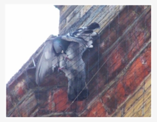 Bird Stuck In Netting #7931399