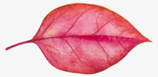 A Piece Of Red Leaf Vector - Autumn #7932525 A Piece Of Red Leaf Vector - Autumn #7932525