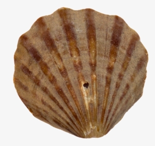 Jinwen Conch Transparent Decorative - Shell #7932611