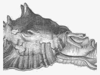 Drawn Shell Queen Conch - Sketch #7933191