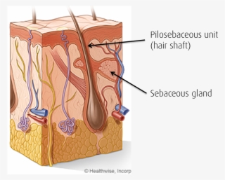 Normal Flow Of Oil From Your Sebaceous Glands To Reach #7933429
