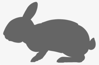 Swamp Rabbit #7933506