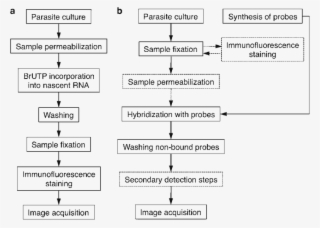 General Outline Of The Brutp Transcription And Fish - Number #7933573