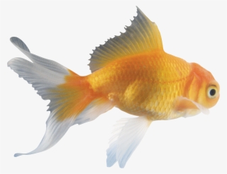 It S Okay You Don T Have - Fish Png #7934181