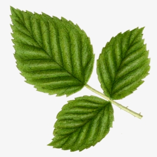 Blackberry, The Black Jewel - Ulmus Alata #7934228