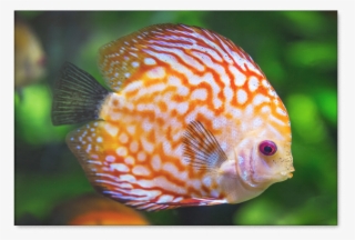 Orange Discus Fish Canvas Art Stunning Design In Sizes - Discus Fish #7934650