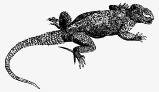 Download Lizard Png Transparent Images Transparent - Lagartos Pintados #7934995 Download Lizard Png Transparent Images Transparent - Lagartos Pintados #7934995