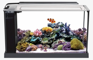 Fluval Evo V 5 Aquarium - Fluval 5 Gallon Evo #7935095