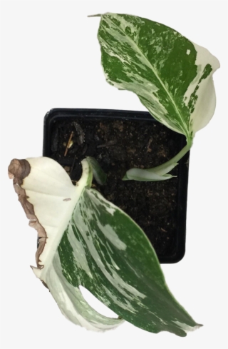 Monstera Deliciosa ' - Arum #7935762