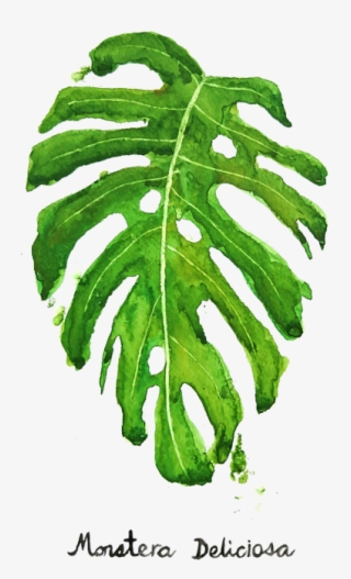 Bleed Area May Not Be Visible - Monstera Deliciosa Painting #7936193