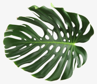 Back - Monstera Deliciosa #7936455